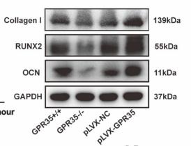 Osteocalcin Antibody - Fig.