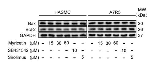 Bcl-2 Antibody - Fig.