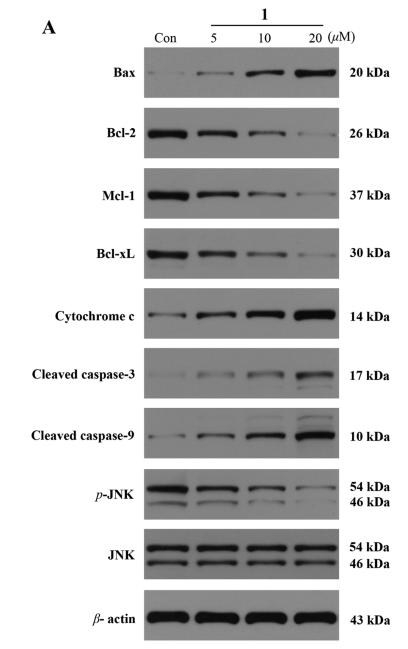 Cleaved-Caspase 9 (Asp353) Antibody - Figure 7.
