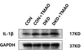 IL1 beta Antibody - FIGURE 6
Immunohistochemistry, Western blot and ELISA results of NLRP3 inflammasome in rats.