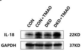 IL18 Antibody - FIGURE 6
Immunohistochemistry, Western blot and ELISA results of NLRP3 inflammasome in rats.