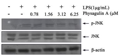 Phospho-JNK1/2/3 (Thr183+Tyr185) Antibody - Fig.