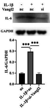 IL6 Antibody - Fig.