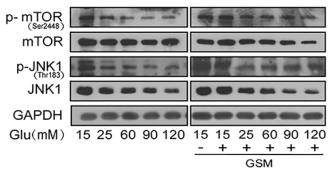 Phospho-mTOR (Ser2448) Antibody - Figure 4: mTOR and JNK1 participate in the downstream signalling of Piezo1.