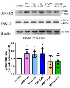ERK1/2 Antibody - Figure 6
TSG targeted A1R and activated ERK1/2 phosphorylation, a downstream signal of A1R.