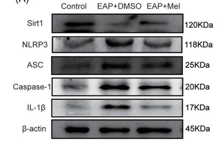 Cleaved-Caspase 1 (Asp296), p20 Antibody - FIGURE 4 Melatonin decreased the expression of the NLRP3 inflammasome‐related proteins, IL‐1β, and activated the Sirt1 signaling
pathway in the EAP model.