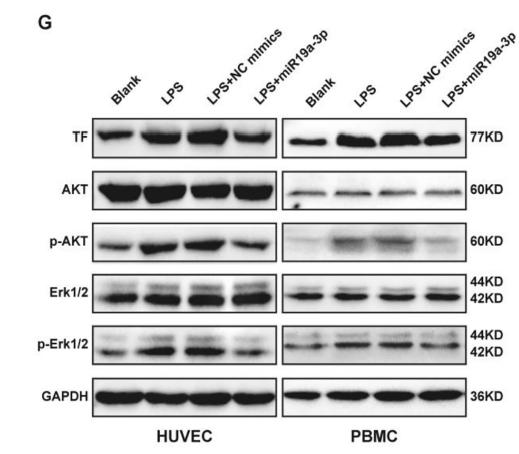 Phospho-AKT1/2/3 (Ser473) Antibody - Fig.