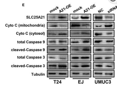 Cleaved-Caspase 9 (Asp353) Antibody - Figure 5
SLC25A21 overexpression induces cell apoptosis by the α-KG-mediated ROS pathway in BCa.