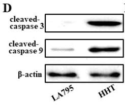 Cleaved-Caspase 9 (Asp353) Antibody - Figure 6
HHT promoted lung cancer cell apoptosis through TMEM16A.