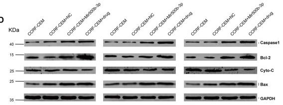 Bcl-2 Antibody - Figure 7
LINC01278 affects apoptosis in CCRF-CEM cells.
