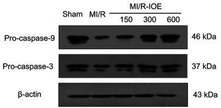 Caspase 9 Antibody - Figure 7.