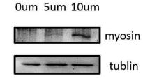 Tubulin alpha Antibody - Figure2.