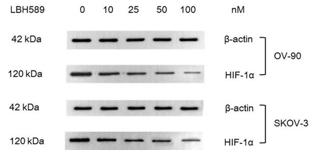 HIF1A Antibody - Fig 2
HIF-1α expression after LBH589 treatment for 48 h.