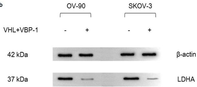 LDHA Antibody - Fig 10
LDHA expression after plasmids transfection for 48 h.