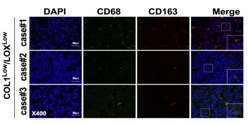 Collagen I Antibody - Fig.