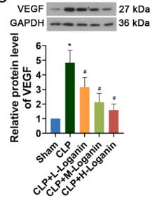 VEGFA Antibody - Fig.