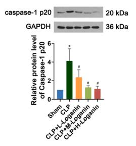 Cleaved-Caspase 1 (Asp296), p20 Antibody - Fig.