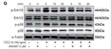 Tubulin alpha Antibody - Figure 6
CXCL10 promotes the migration of macrophages via CXCR3-mediated Erk and p38 MAPK activation.