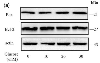 Bcl-2 Antibody - FIGURE 1 Glucose induces apoptosis in human PCs.
