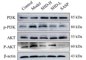 Phospho-AKT1/2/3 (Ser473) Antibody - Fig.