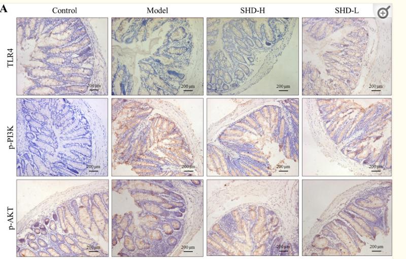 Phospho-AKT1/2/3 (Ser473) Antibody - Fig.