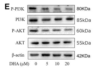 PI3K p85 alpha Antibody - Fig.