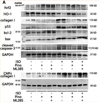 Collagen I Antibody - Fig.