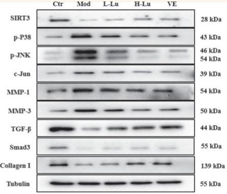 Collagen I Antibody - FIGURE 3
Luteolin inhibits UVB-induced activation of MMPs and p38 MAPK in vivo.