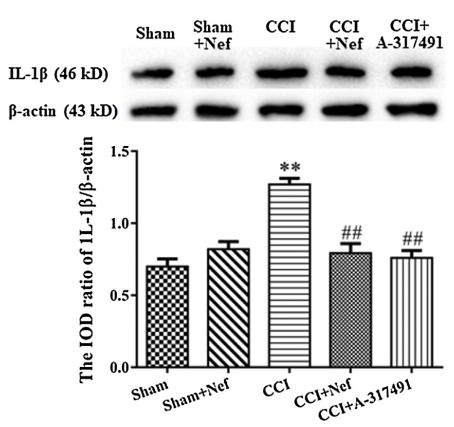 IL1 beta Antibody - Fig.