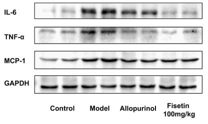 TNF alpha Antibody - Fig.