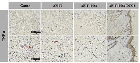 TNF alpha Antibody - Fig.