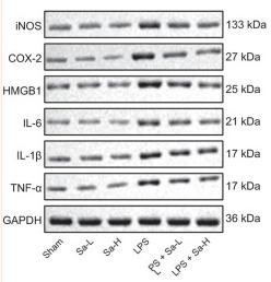 TNF alpha Antibody - FIG 2
Sa reduces the production of proinflammatory cytokines in the kidney of LPS-induced mice.