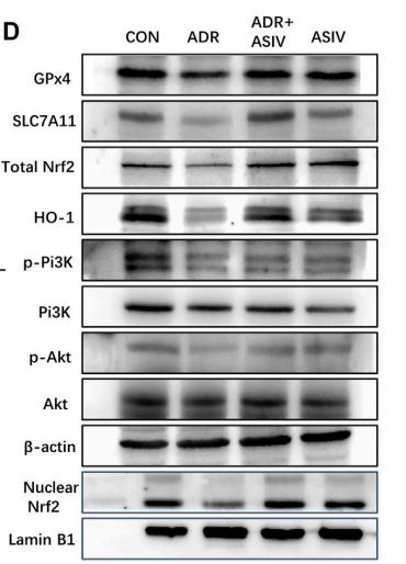 PI3K p85 alpha Antibody - FIGURE 4 | ASIV attenuated ferroptosis-related indicators in the ADR-reduced renal damage.