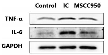 IL6 Antibody - Fig.