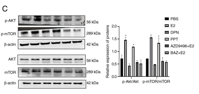 Phospho-AKT1/2/3 (Ser473) Antibody - Figure 5.