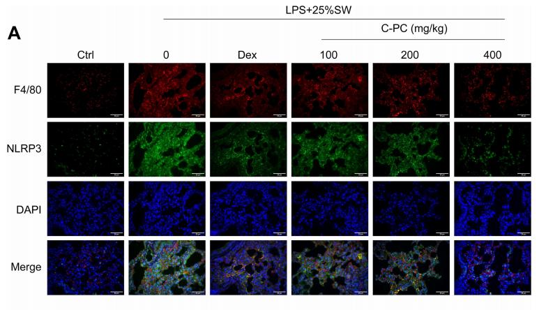 NLRP3 Antibody - Figure 7| C-PC inhibits the formation of NLRP3 inflammasome complex in pulmonary macrophages.
