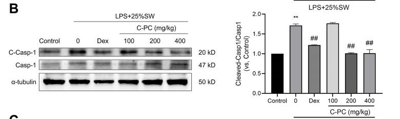Caspase 1 Antibody - Figure 6 |C-PC treatment suppresses the expression of NLRP3 inflammasome and NF-κB signaling pathway in lung tissues.