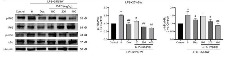 NF-kB p65 Antibody - Figure 6 |C-PC treatment suppresses the expression of NLRP3 inflammasome and NF-κB signaling pathway in lung tissues.