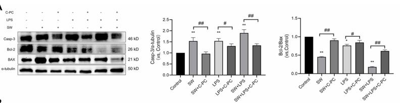 Tubulin alpha Antibody - Figure 8 | C-PC inhibits apoptosis in lung tissue and MLE-12 cells.