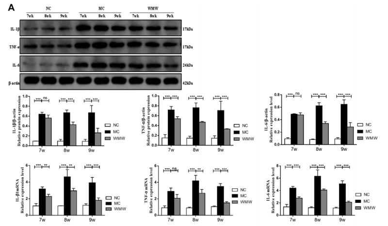 TNF alpha Antibody - FIGURE 5 | WMW reduces colonic inflammatory responses in DSS-induced colitis.