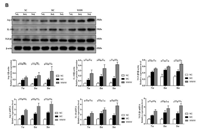 TGF beta 1 Antibody - FIGURE 5 | WMW reduces colonic inflammatory responses in DSS-induced colitis.