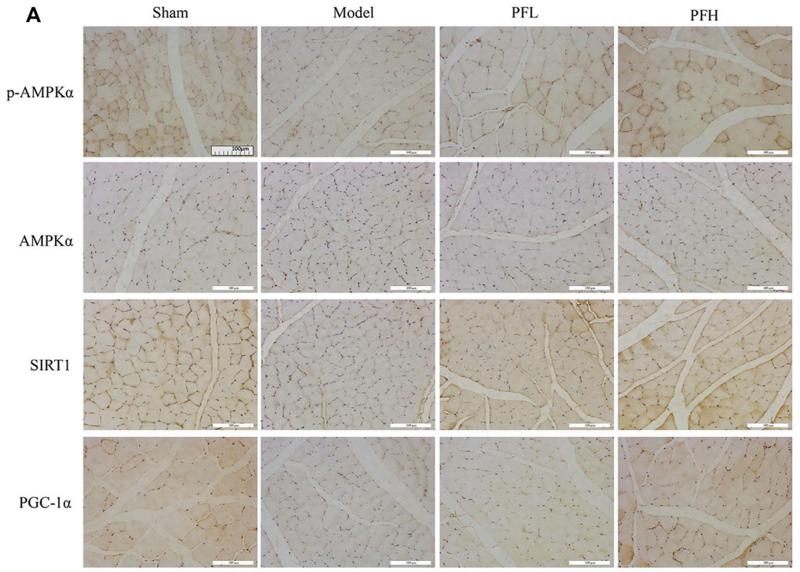 AMPK alpha Antibody - FIGURE 5 | PF enhanced the expression of p-AMPKα, SIRT1, and PGC-1α in the muscles of CKD model rats.