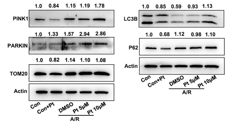 beta Actin Antibody - Fig.