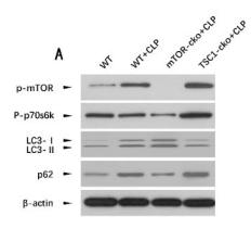Phospho-mTOR (Ser2448) Antibody - Fig.