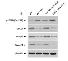beta Actin Antibody - Fig.