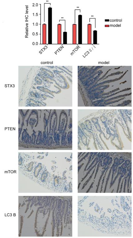 mTOR Antibody - Figure 1.