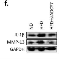IL1 beta Antibody - Fig.