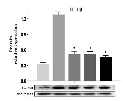 IL1 beta Antibody - Fig.