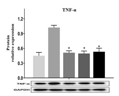 TNF alpha Antibody - Fig.