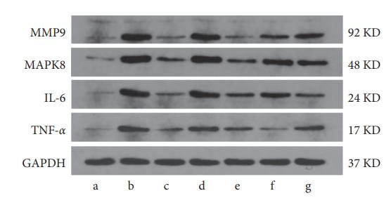 IL6 Antibody - Figure 12|The protein expression levels of TNF-α, IL-6, MMP9, MAPK8, PI3K, NF-κB, and IκBα in blood (n = 3).